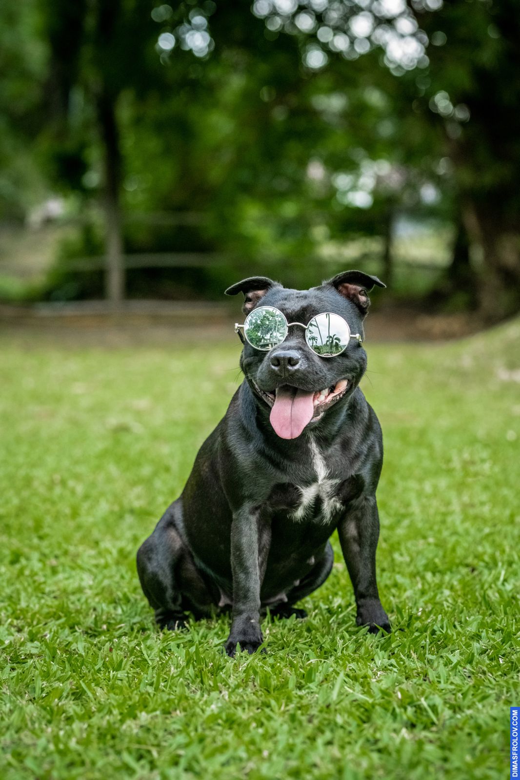 Valeriia @EasyDogMe. Dog photo shoot. Photo 117818 (2023-05-03 22:16:29)