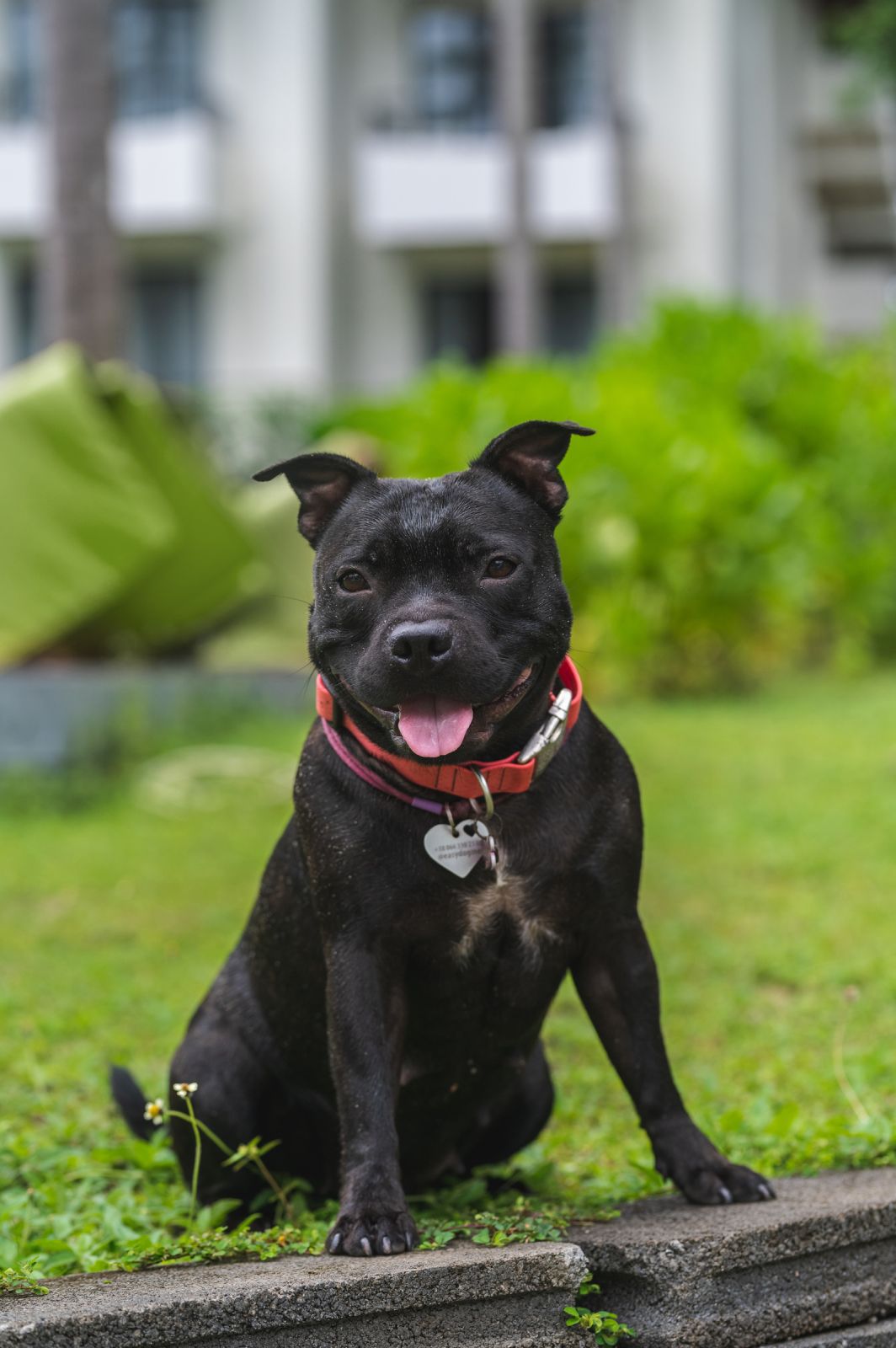 Valeriia @EasyDogMe. Dog photo shoot. Photo 117838 (2023-05-03 22:16:30)