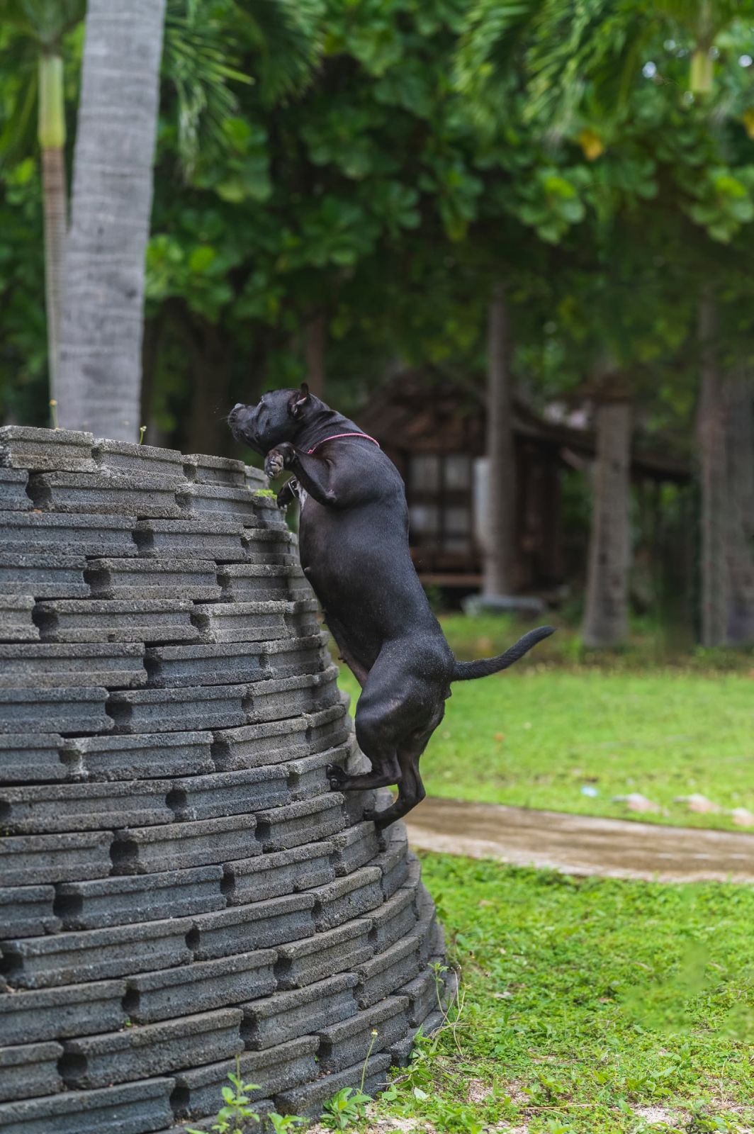 Valeriia @EasyDogMe. Dog photo shoot. Photo 117840 (2023-05-03 22:16:30)