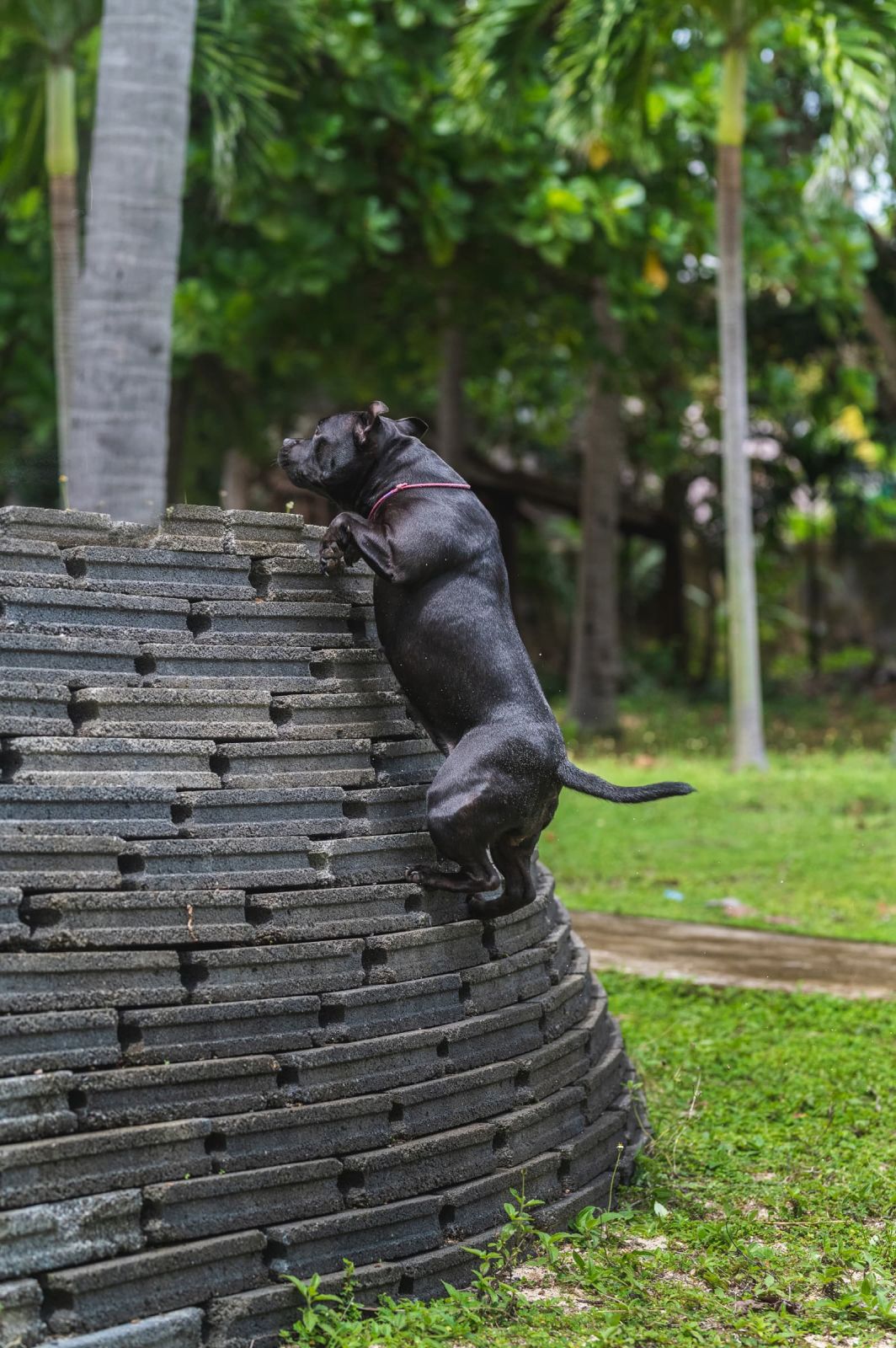 Valeriia @EasyDogMe. Dog photo shoot. Photo 117844 (2023-05-03 22:16:30)