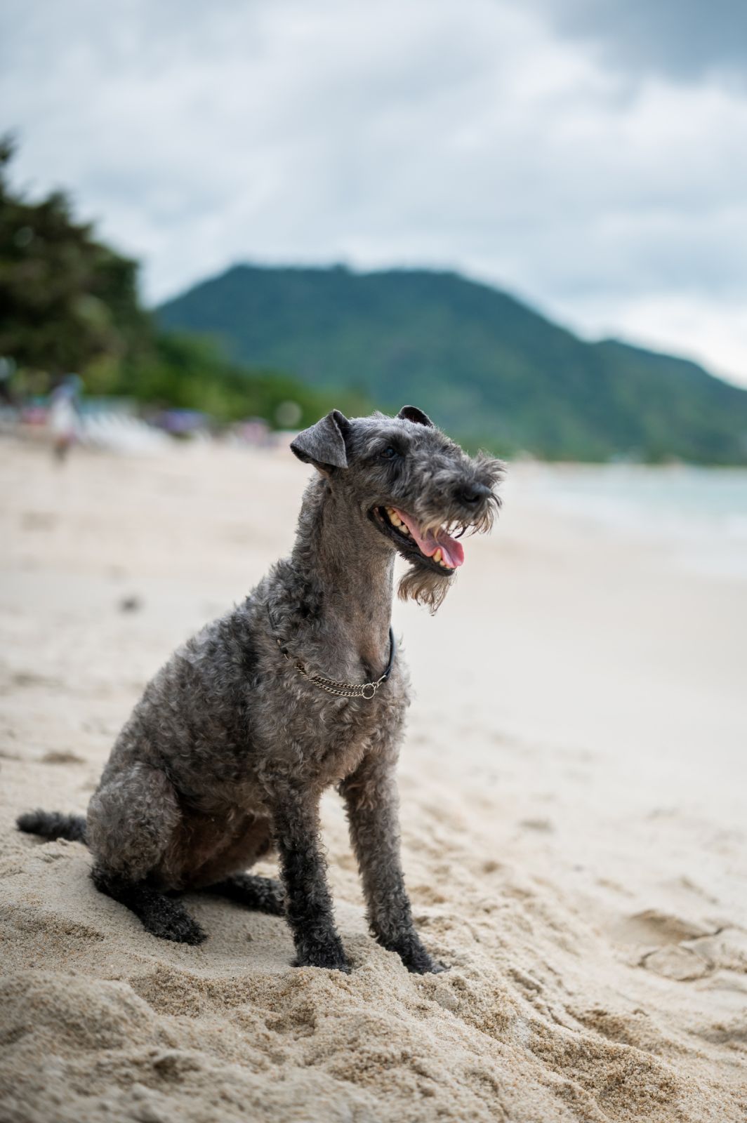 Valeriia @EasyDogMe. Dog photo shoot. Photo 117852 (2023-05-03 22:16:30)