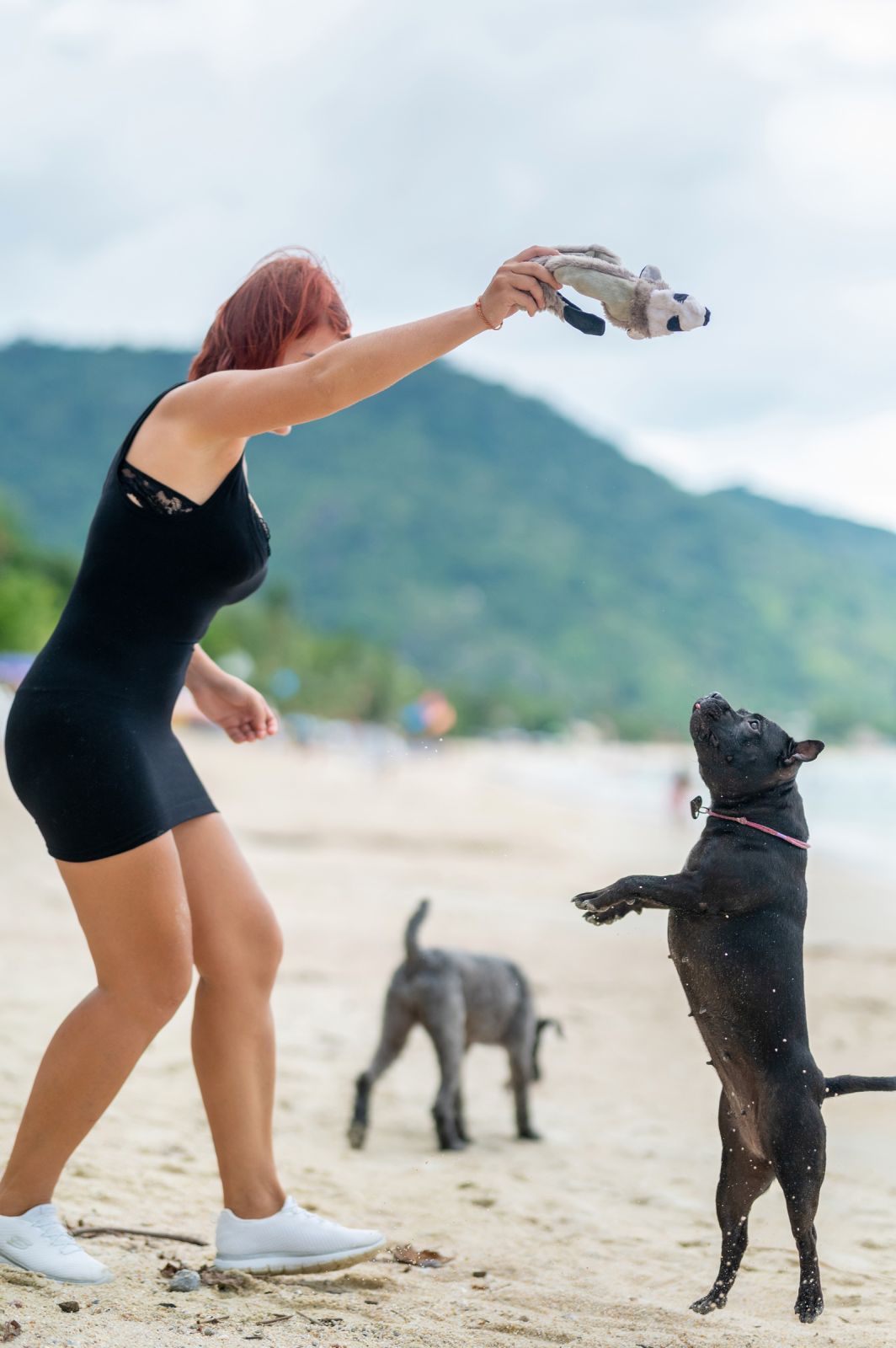 Valeriia @EasyDogMe. Dog photo shoot. Photo 117854 (2023-05-03 22:16:30)