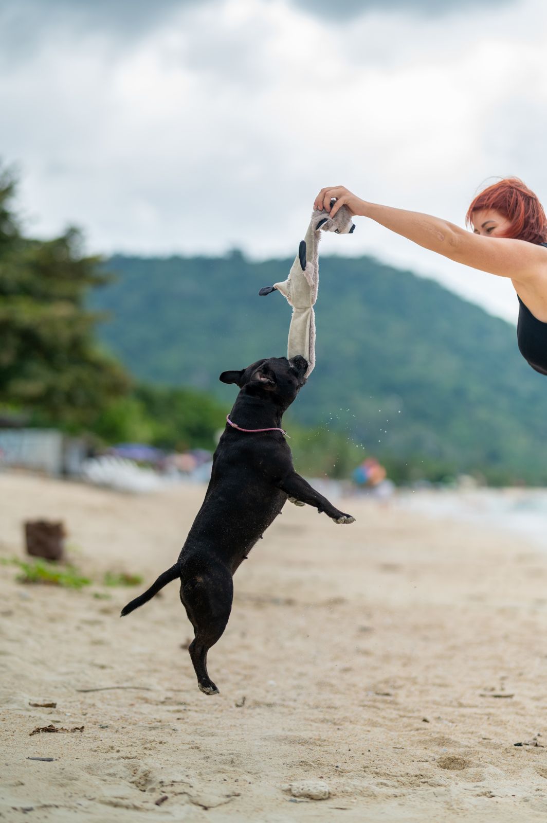 Valeriia @EasyDogMe. Dog photo shoot. Photo 117856 (2023-05-03 22:16:30)