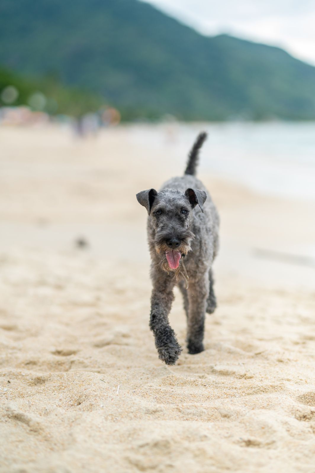 Valeriia @EasyDogMe. Dog photo shoot. Photo 117863 (2023-05-03 22:16:30)
