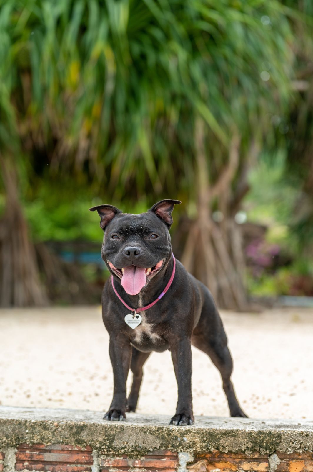 Valeriia @EasyDogMe. Dog photo shoot. Photo 117868 (2023-05-03 22:16:30)