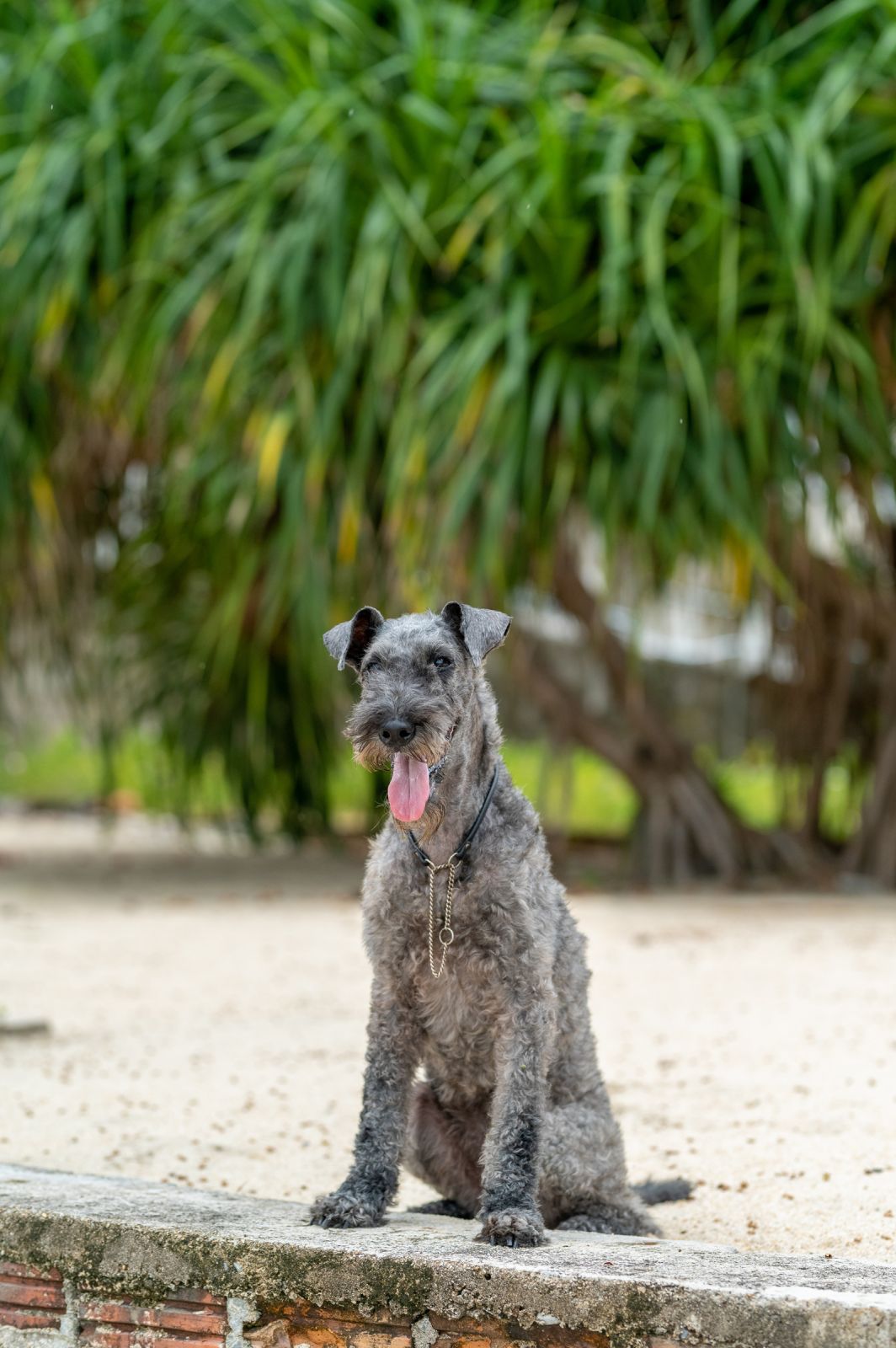 Valeriia @EasyDogMe. Dog photo shoot. Photo 117872 (2023-05-03 22:16:31)