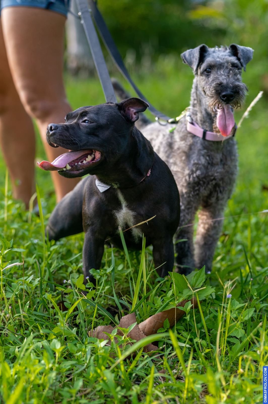 Valeriia @EasyDogMe. Dog photo shoot. Photo 117876 (2023-05-03 22:16:31)