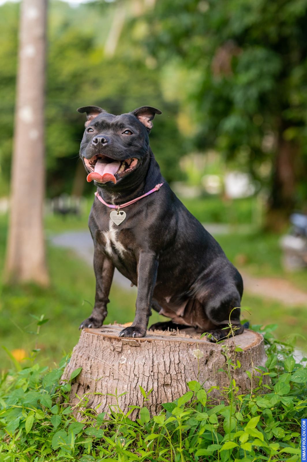 Valeriia @EasyDogMe. Dog photo shoot. Photo 117882 (2023-05-03 22:16:31)