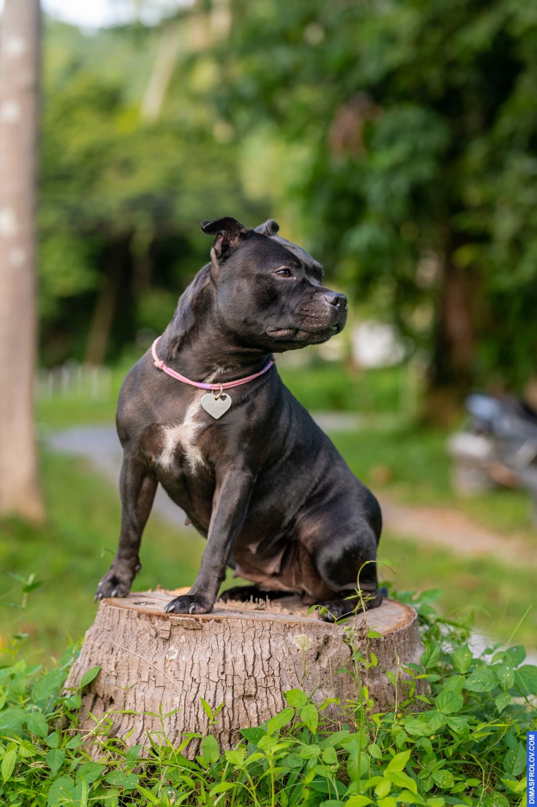 Valeriia @EasyDogMe. Dog photo shoot. Photo 117885 (2023-05-03 22:16:31)