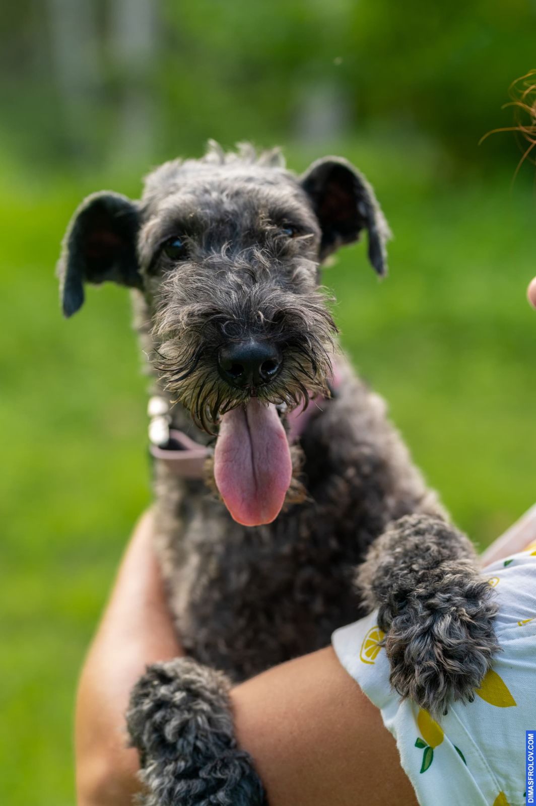 Valeriia @EasyDogMe. Dog photo shoot. Photo 117888 (2023-05-03 22:16:31)