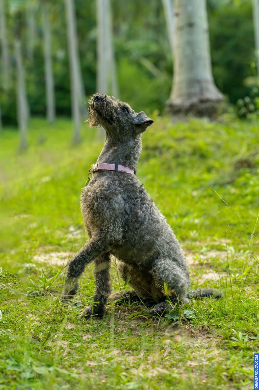 Valeriia @EasyDogMe. Dog photo shoot. Photo 117901 (2023-05-03 22:16:31)
