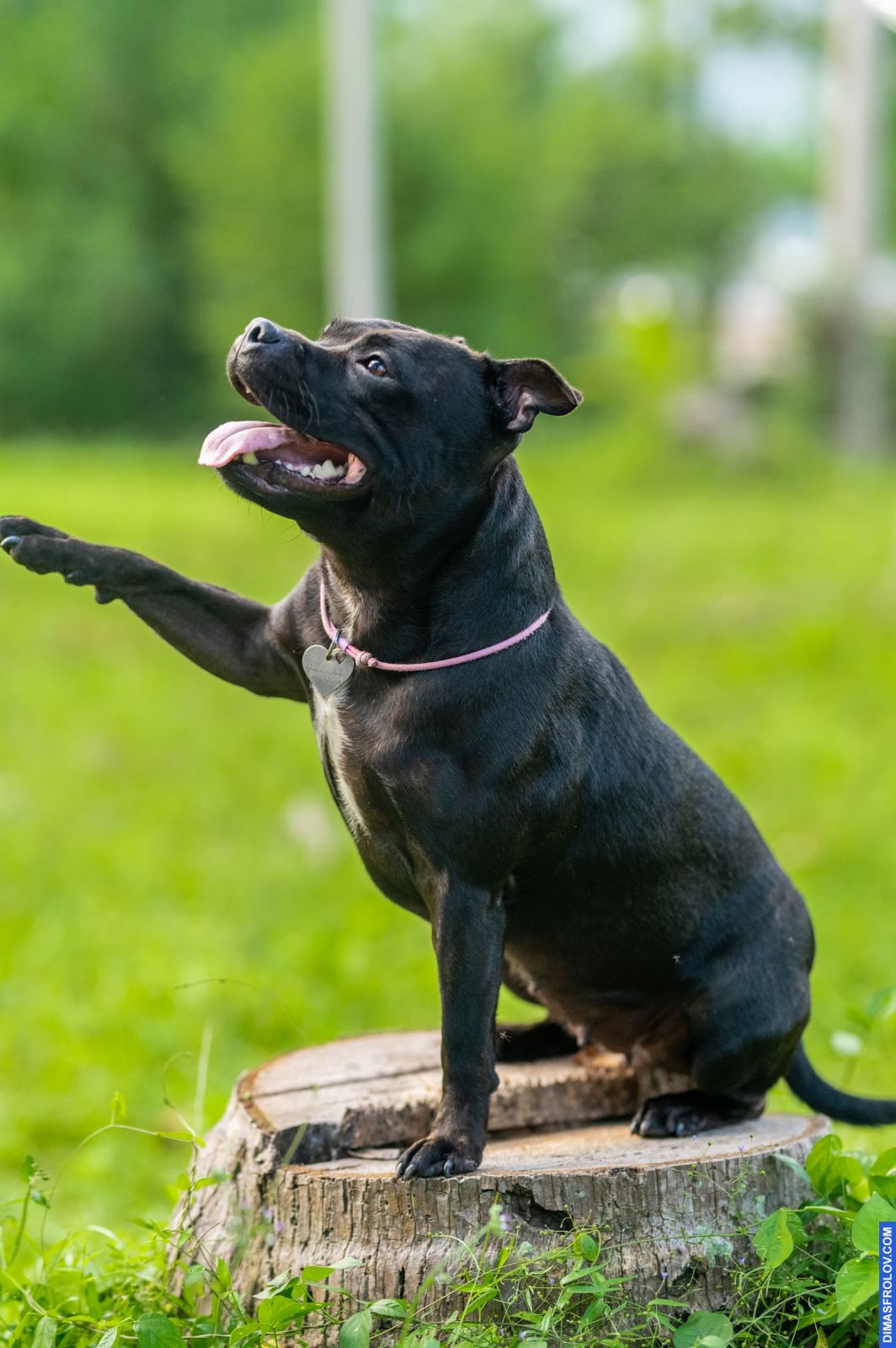 Valeriia @EasyDogMe. Dog photo shoot. Photo 117905 (2023-05-03 22:16:32)