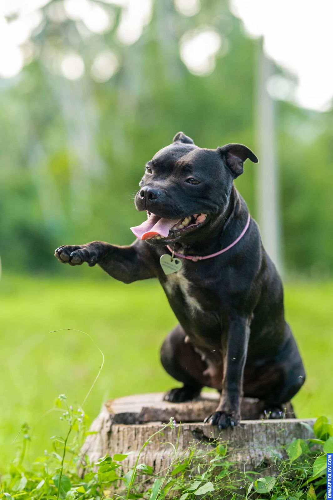 Valeriia @EasyDogMe. Dog photo shoot. Photo 117904 (2023-05-03 22:16:32)