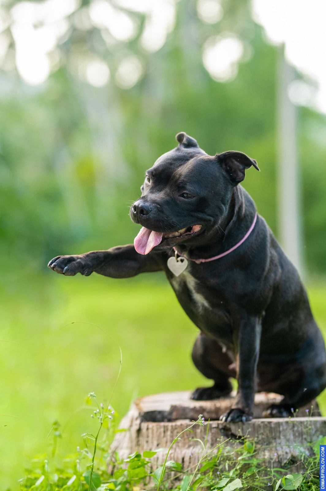 Valeriia @EasyDogMe. Dog photo shoot. Photo 117912 (2023-05-03 22:16:32)