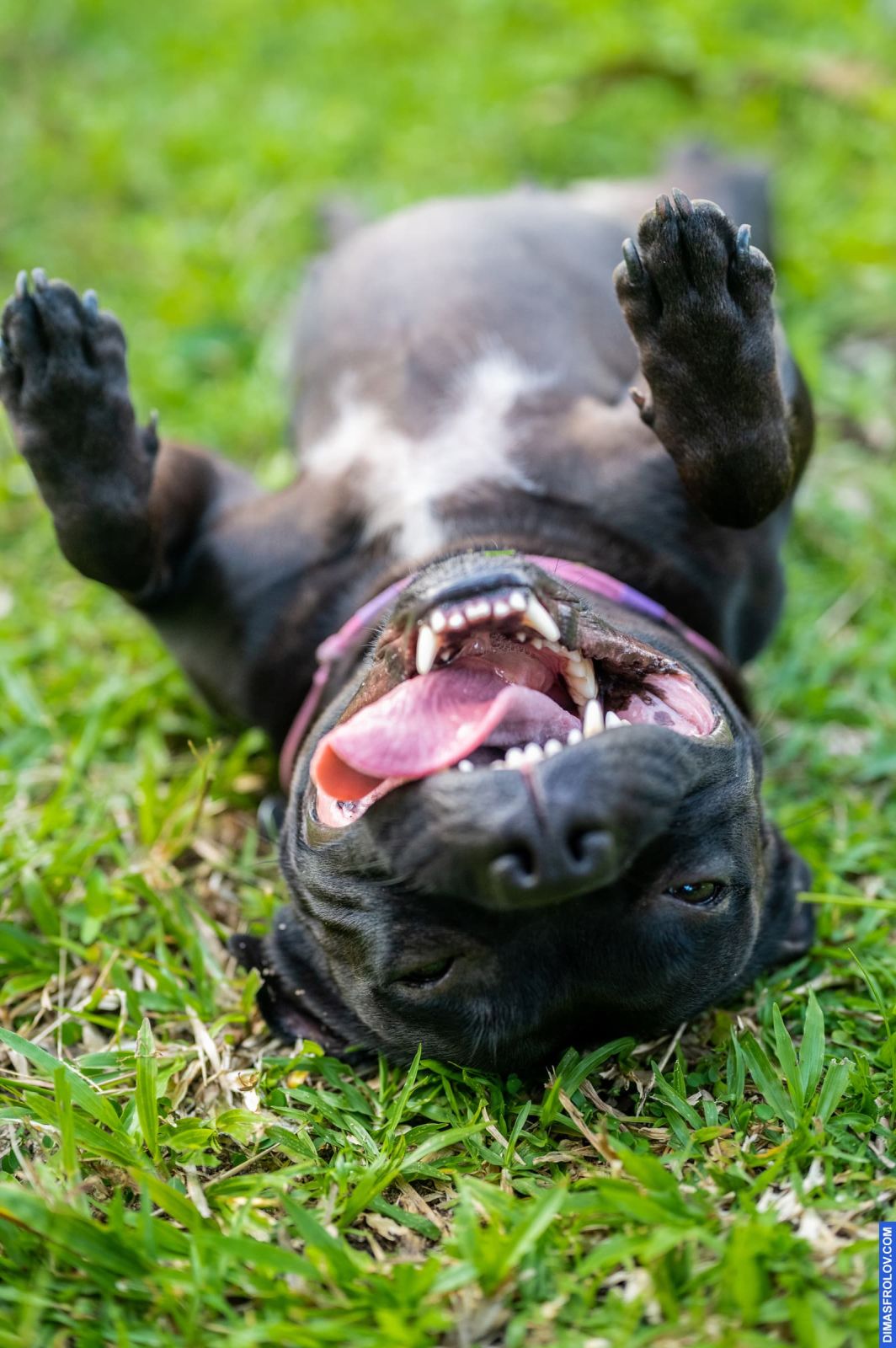 Valeriia @EasyDogMe. Dog photo shoot. Photo 117910 (2023-05-03 22:16:32)