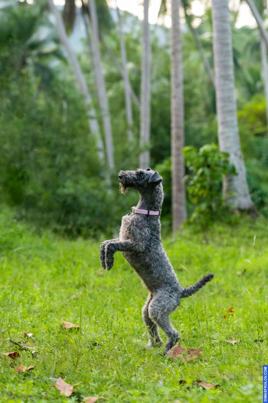 Valeriia @EasyDogMe. Dog photo shoot. Photo 117923 (2023-05-03 22:16:32)