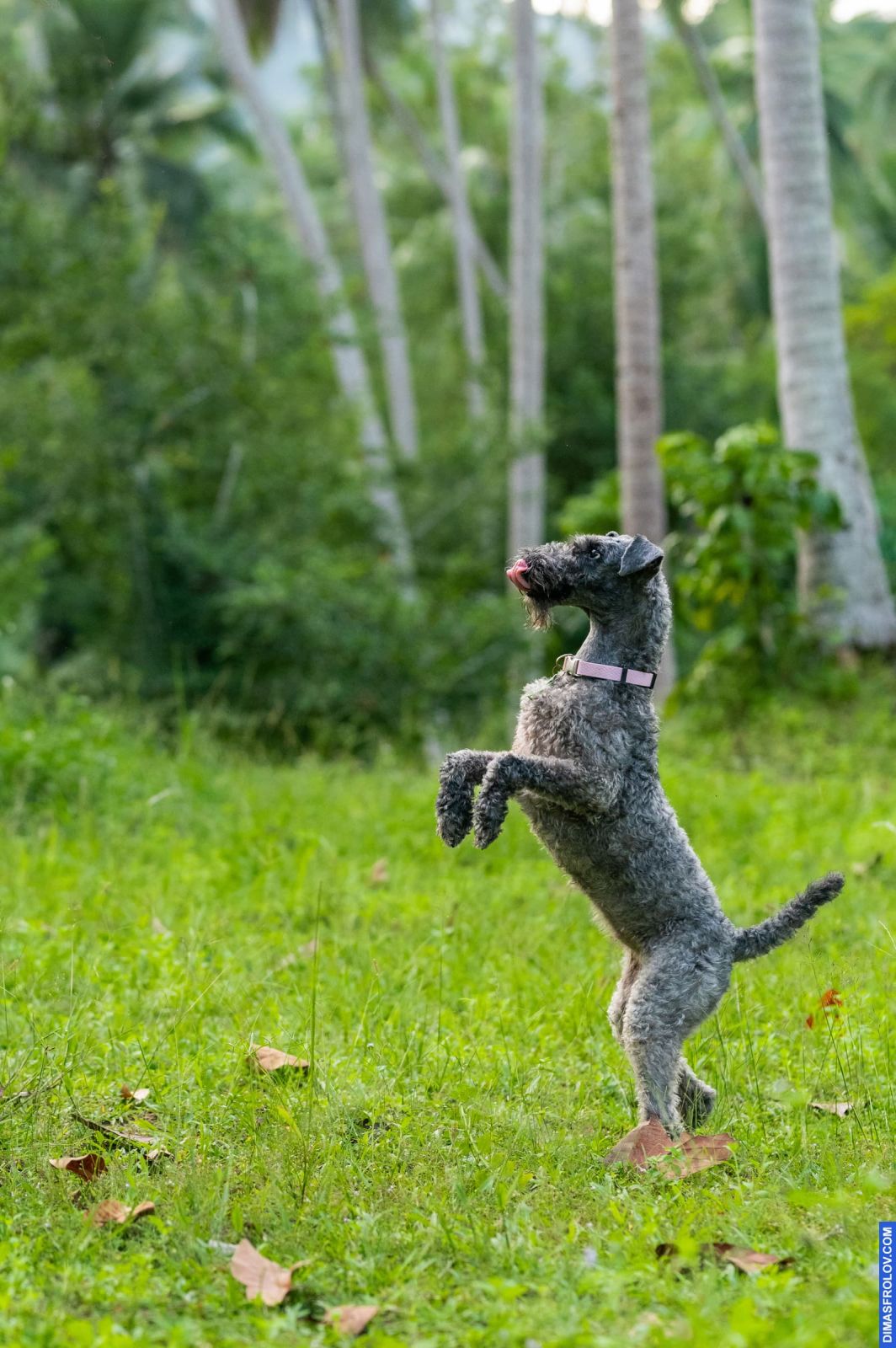 Valeriia @EasyDogMe. Dog photo shoot. Photo 117932 (2023-05-03 22:16:32)