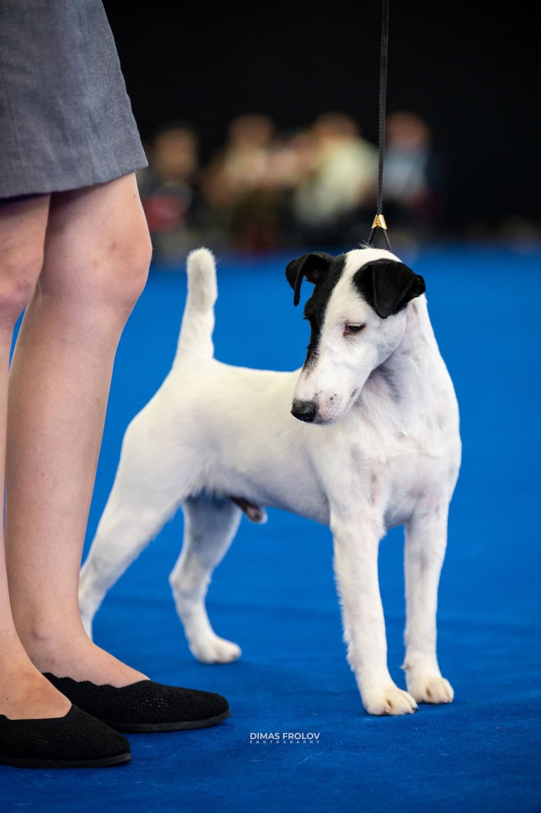 dogs Aveiro Dog Show 2025. photo 129629 (2025-07-20 13:02:58)
