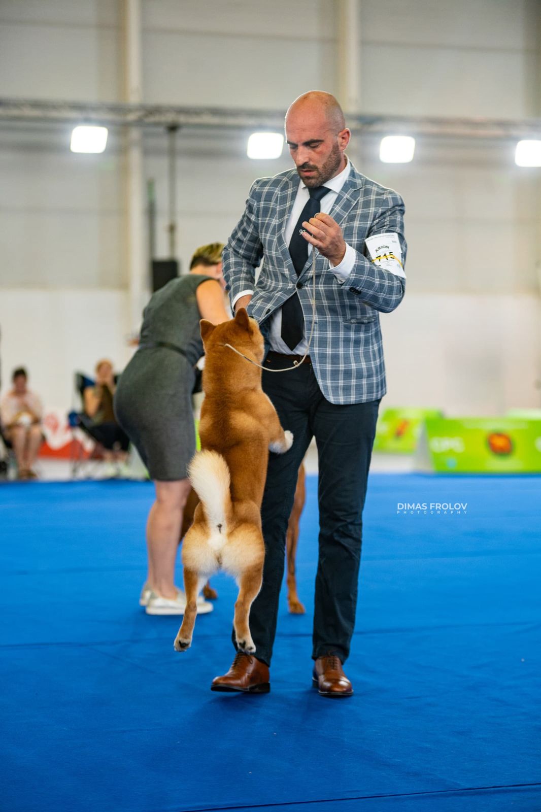 dogs Aveiro Dog Show 2025. photo 129631 (2025-07-20 13:02:58)