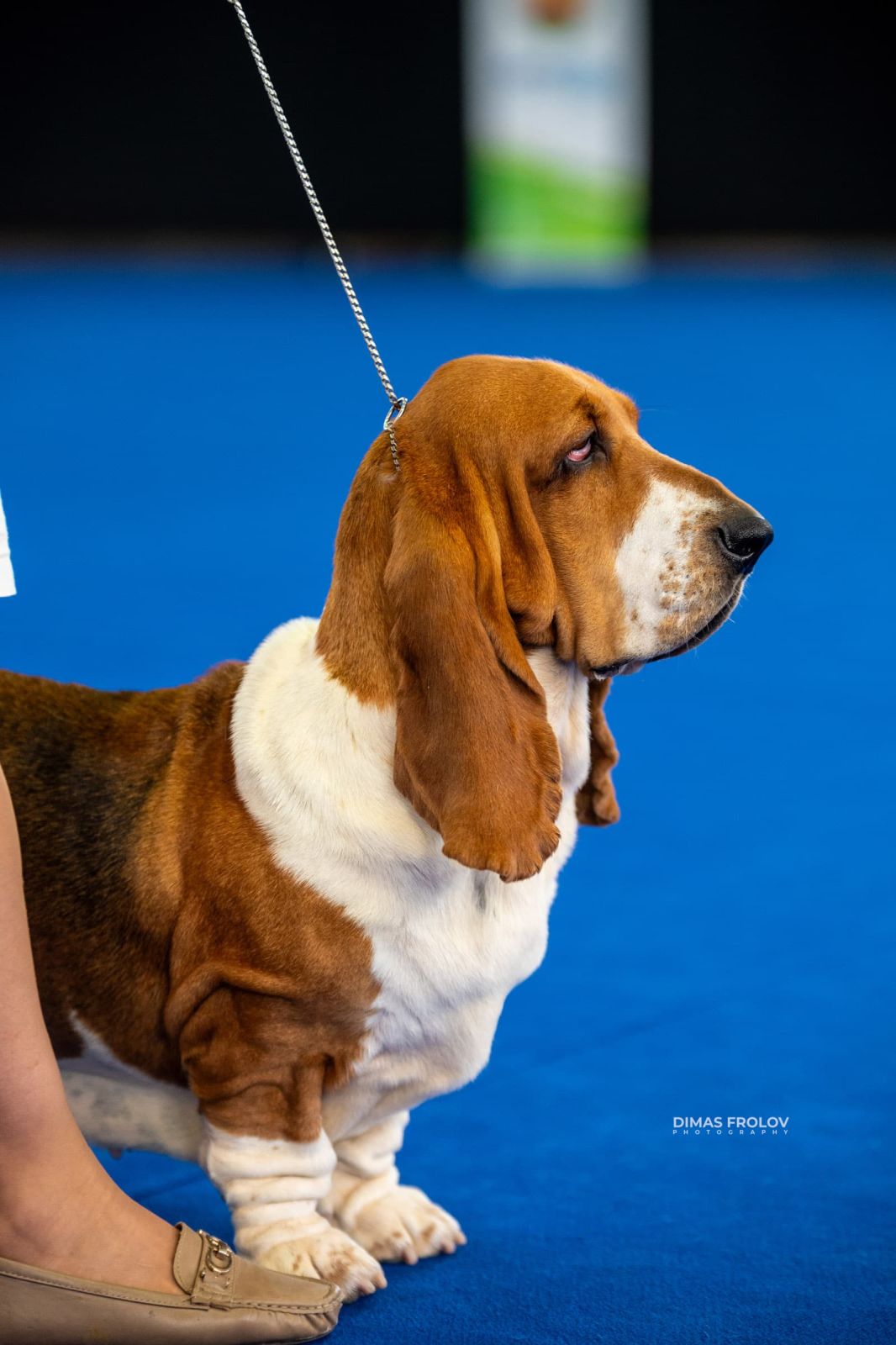 dogs Aveiro Dog Show 2025. photo 129638 (2025-07-20 13:02:59)