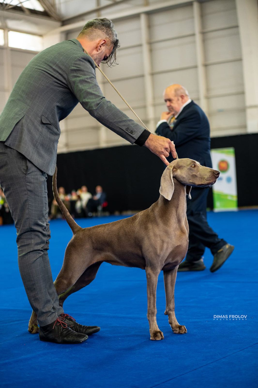 dogs Aveiro Dog Show 2025. photo 129636 (2025-07-20 13:02:59)