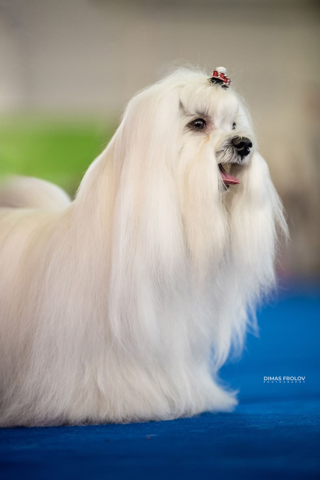 dogs Aveiro Dog Show 2025. photo 129644 (2025-07-20 13:02:59)