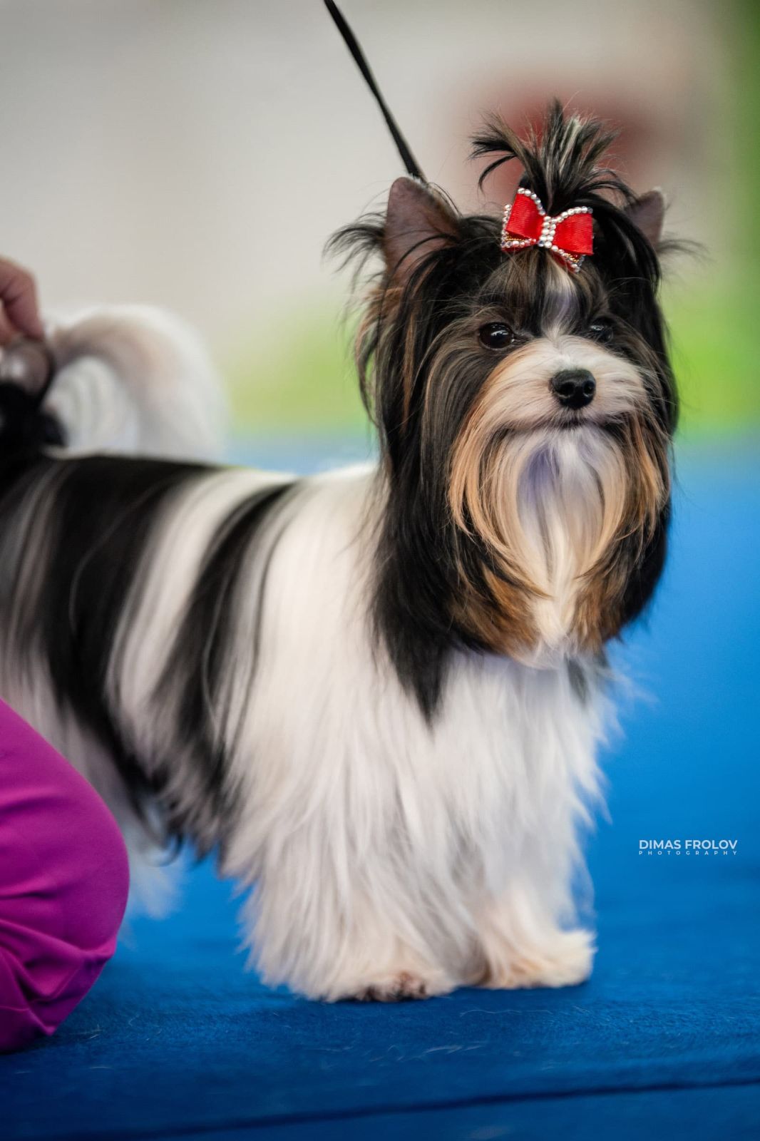dogs Aveiro Dog Show 2025. photo 129703 (2025-07-20 13:03:04)