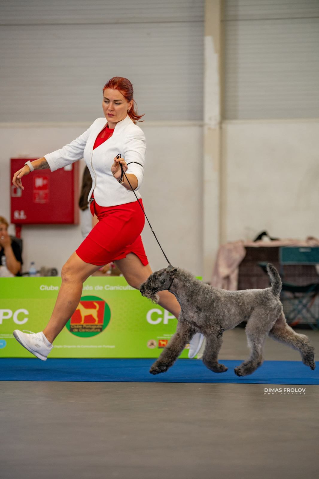 dogs Aveiro Dog Show 2025. photo 129714 (2025-07-20 13:03:04)