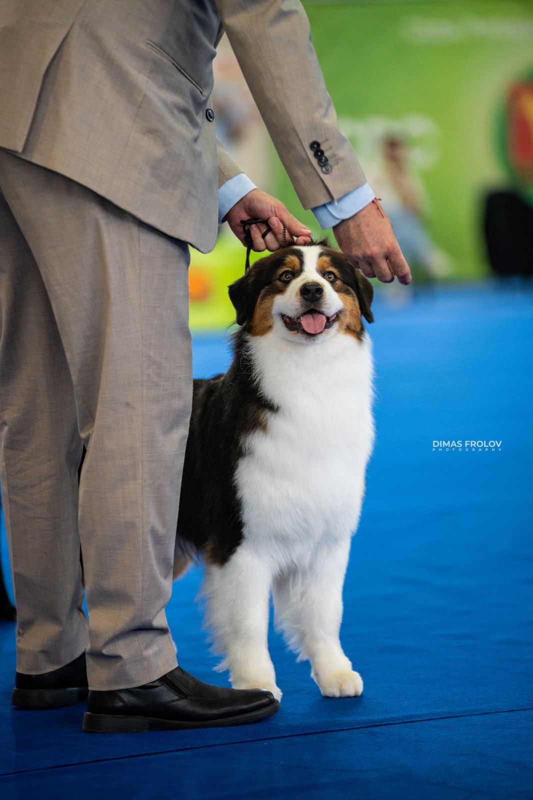 dogs Aveiro Dog Show 2025. photo 129753 (2025-07-20 13:03:07)