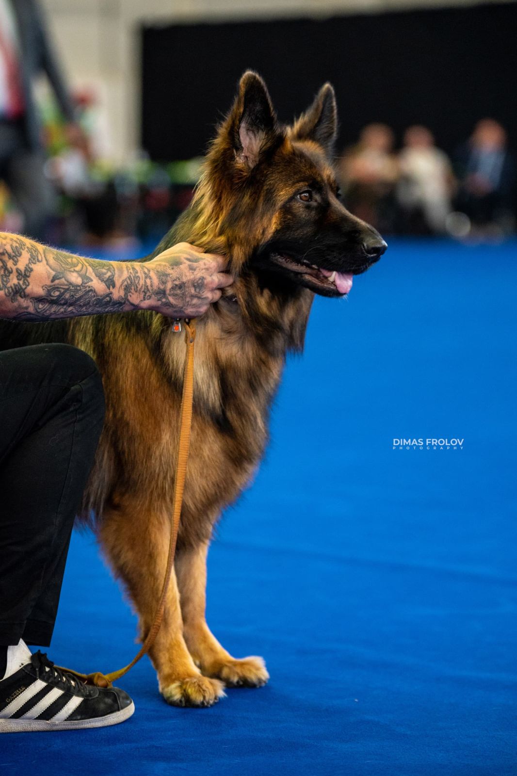 dogs Aveiro Dog Show 2025. photo 129739 (2025-07-20 13:03:06)