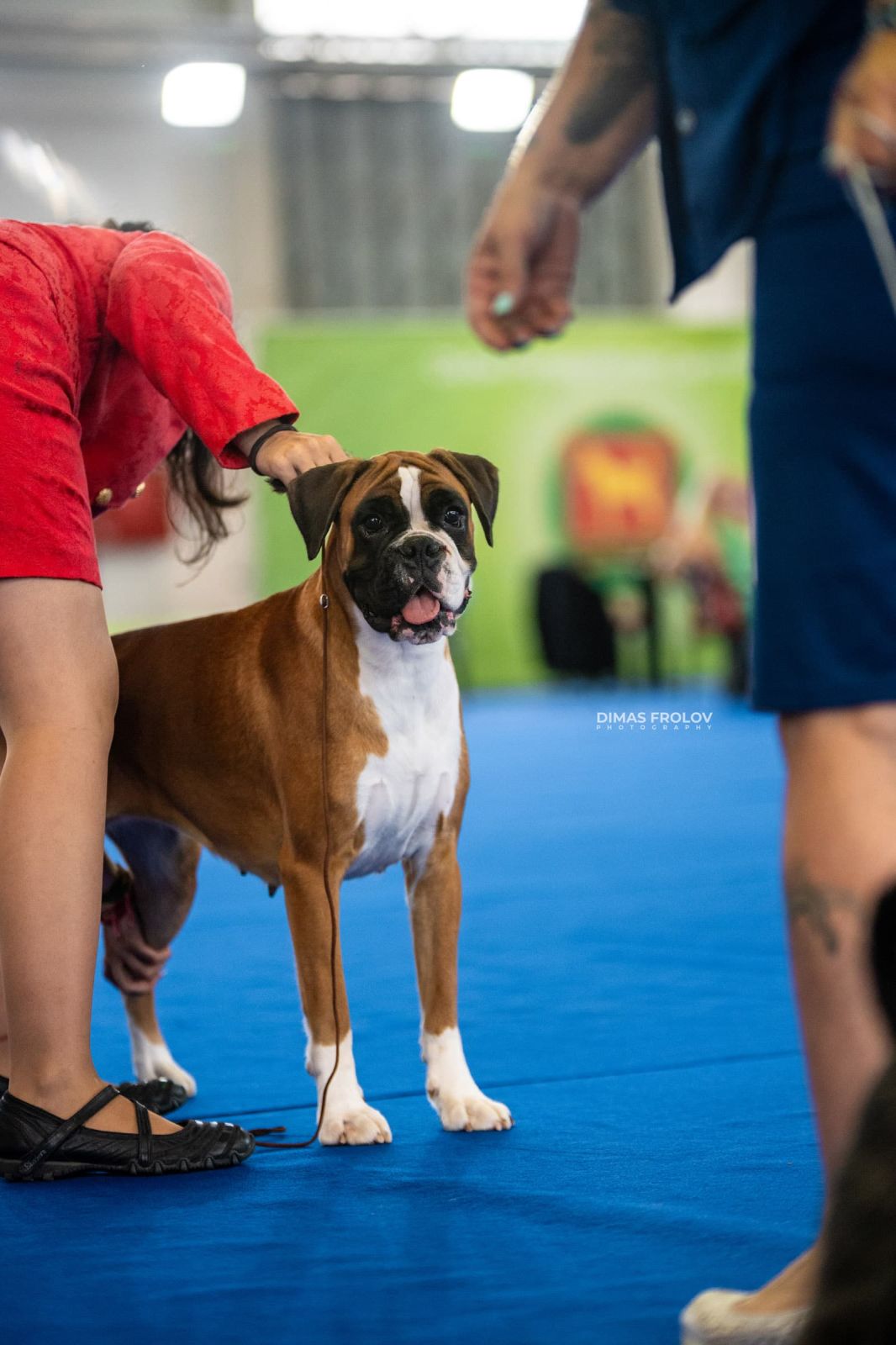 dogs Aveiro Dog Show 2025. photo 129733 (2025-07-20 13:03:05)