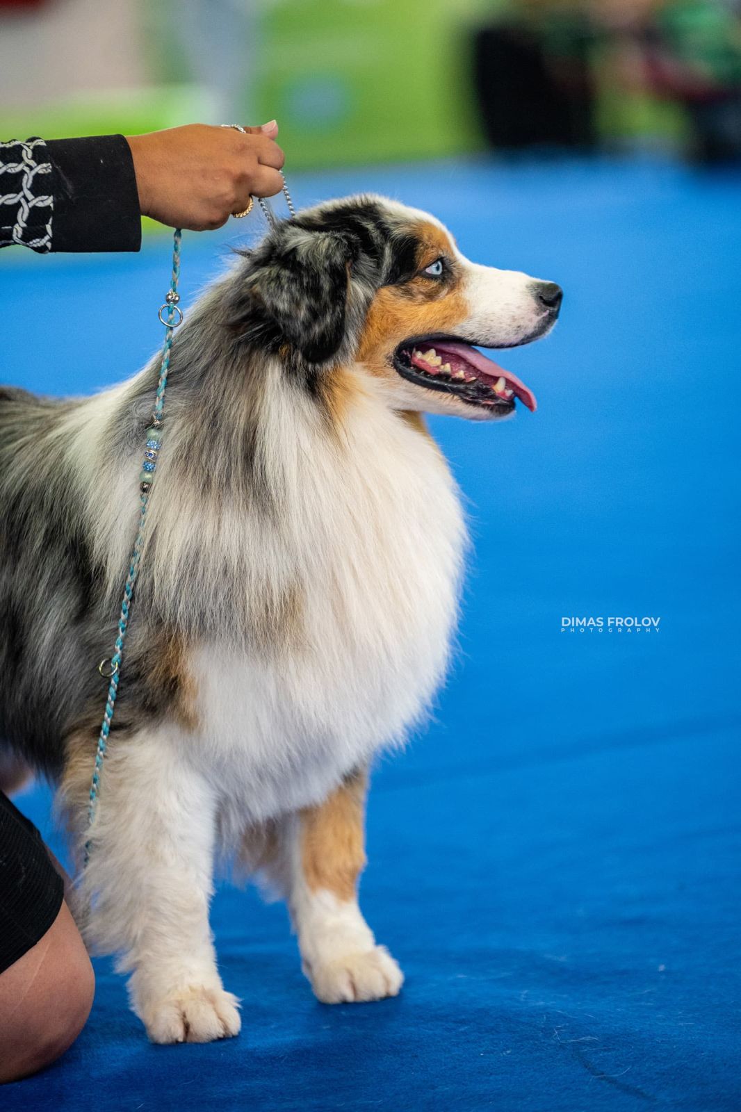 dogs Aveiro Dog Show 2025. photo 129750 (2025-07-20 13:03:07)