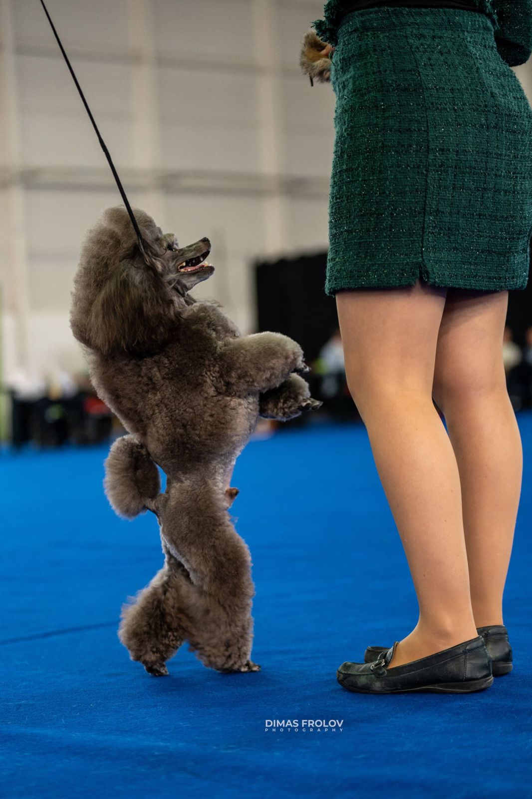 dogs Aveiro Dog Show 2025. photo 129659 (2025-07-20 13:03:00)