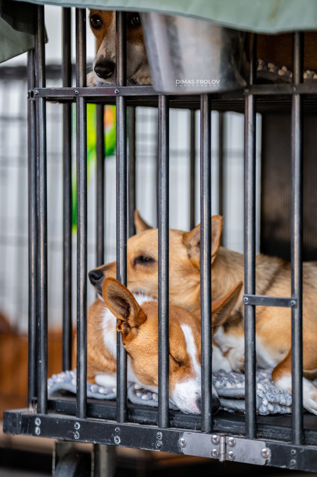 dogs Aveiro Dog Show 2025. photo 129707 (2025-07-20 13:03:04)