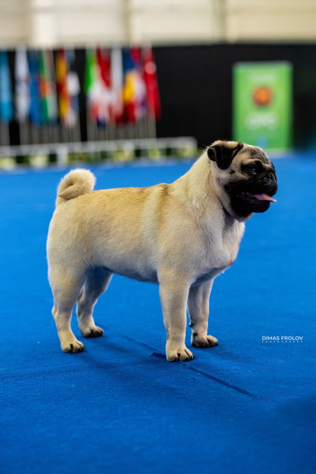 dogs Aveiro Dog Show 2025. photo 129655 (2025-07-20 13:03:00)