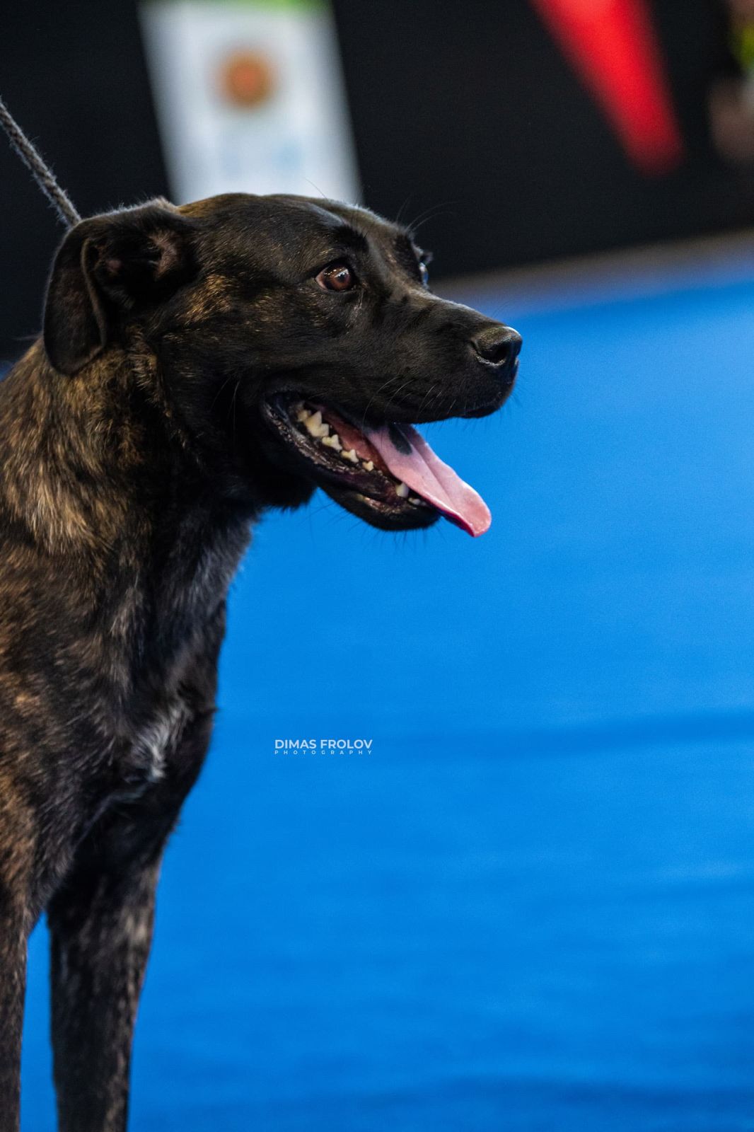 dogs Aveiro Dog Show 2025. photo 129647 (2025-07-20 13:03:00)