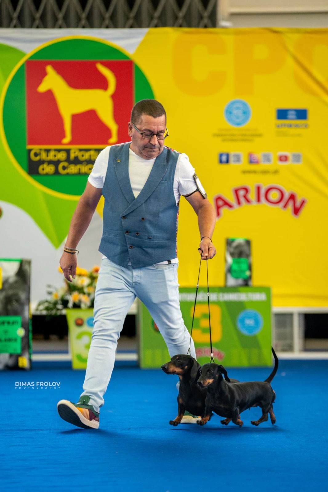 dogs Aveiro Dog Show 2025. photo 129667 (2025-07-20 13:03:01)