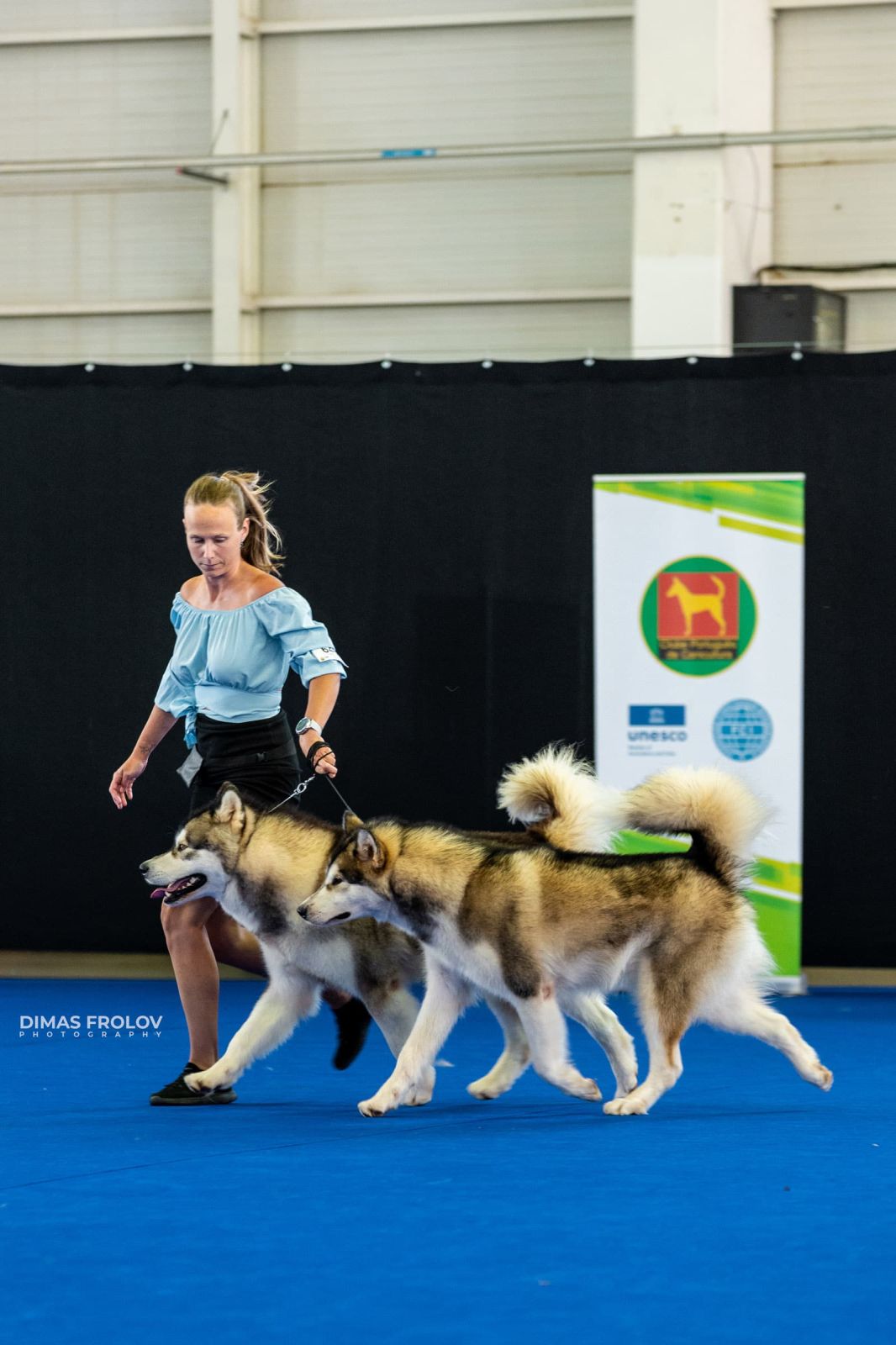 dogs Aveiro Dog Show 2025. photo 129666 (2025-07-20 13:03:01)
