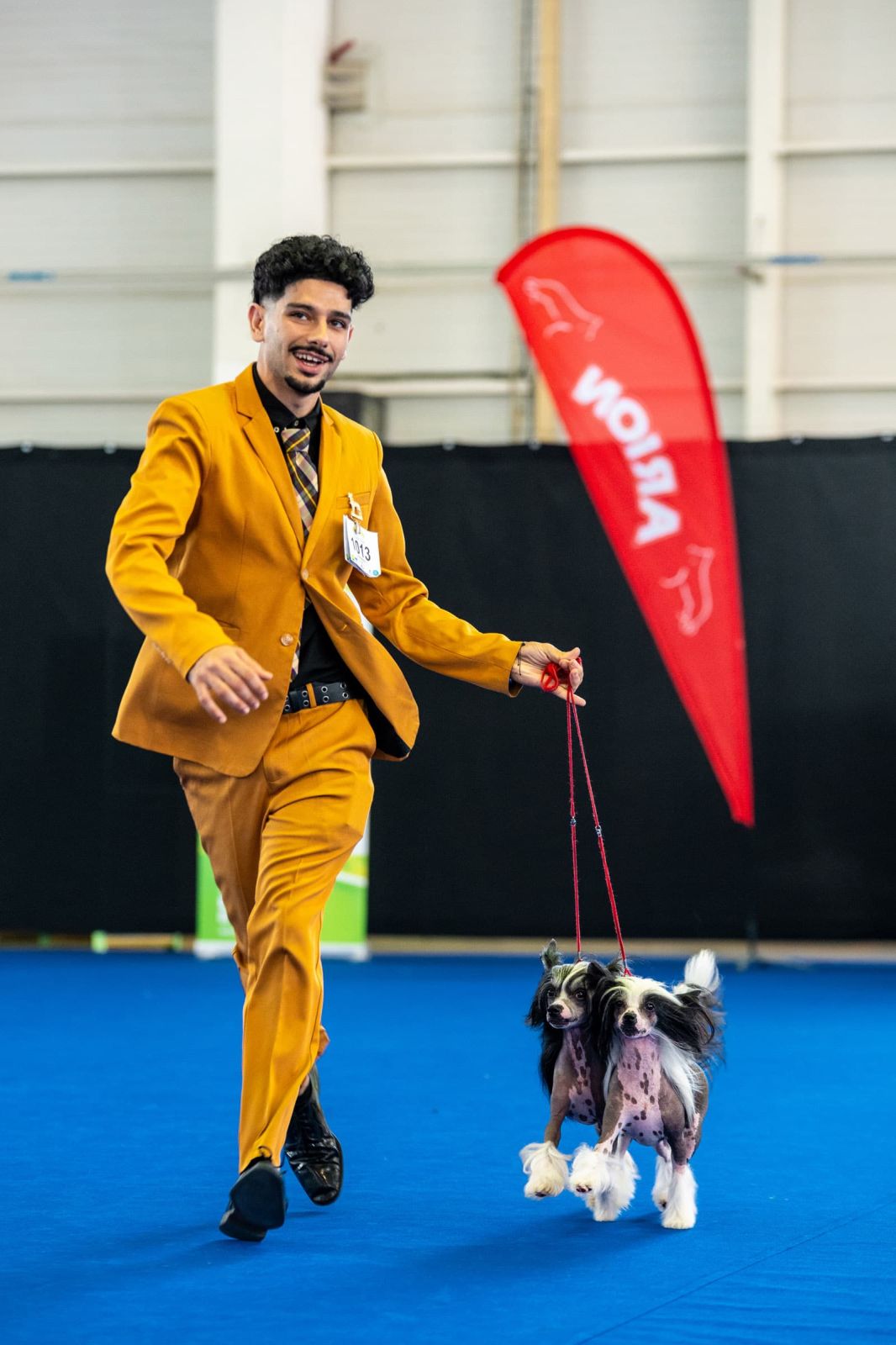 dogs Aveiro Dog Show 2025. photo 129661 (2025-07-20 13:03:01)