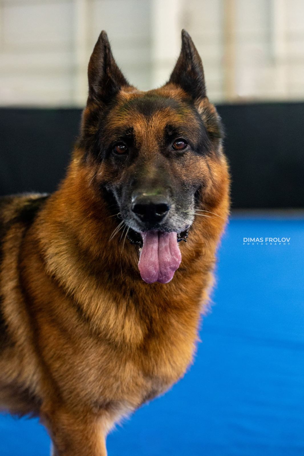 dogs Aveiro Dog Show 2025. photo 129675 (2025-07-20 13:03:02)