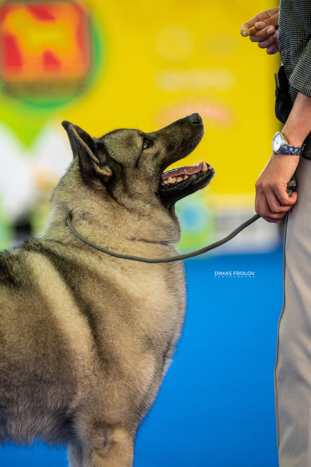 dogs Aveiro Dog Show 2025. photo 129679 (2025-07-20 13:03:02)