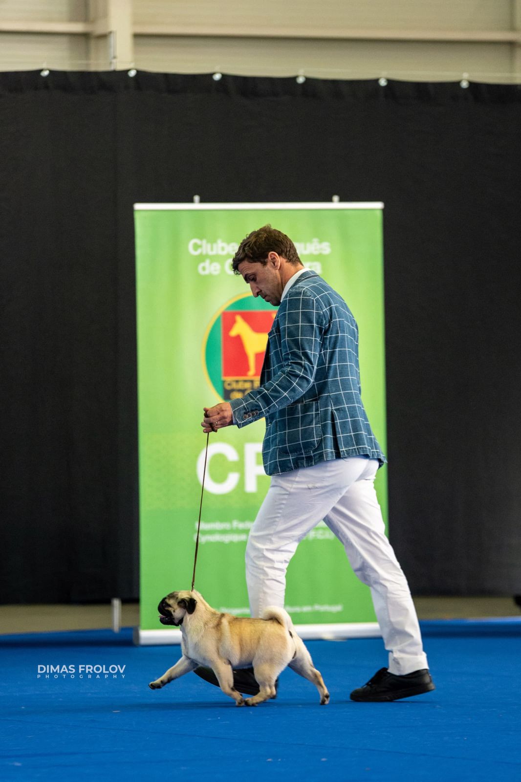 dogs Aveiro Dog Show 2025. photo 129690 (2025-07-20 13:03:03)
