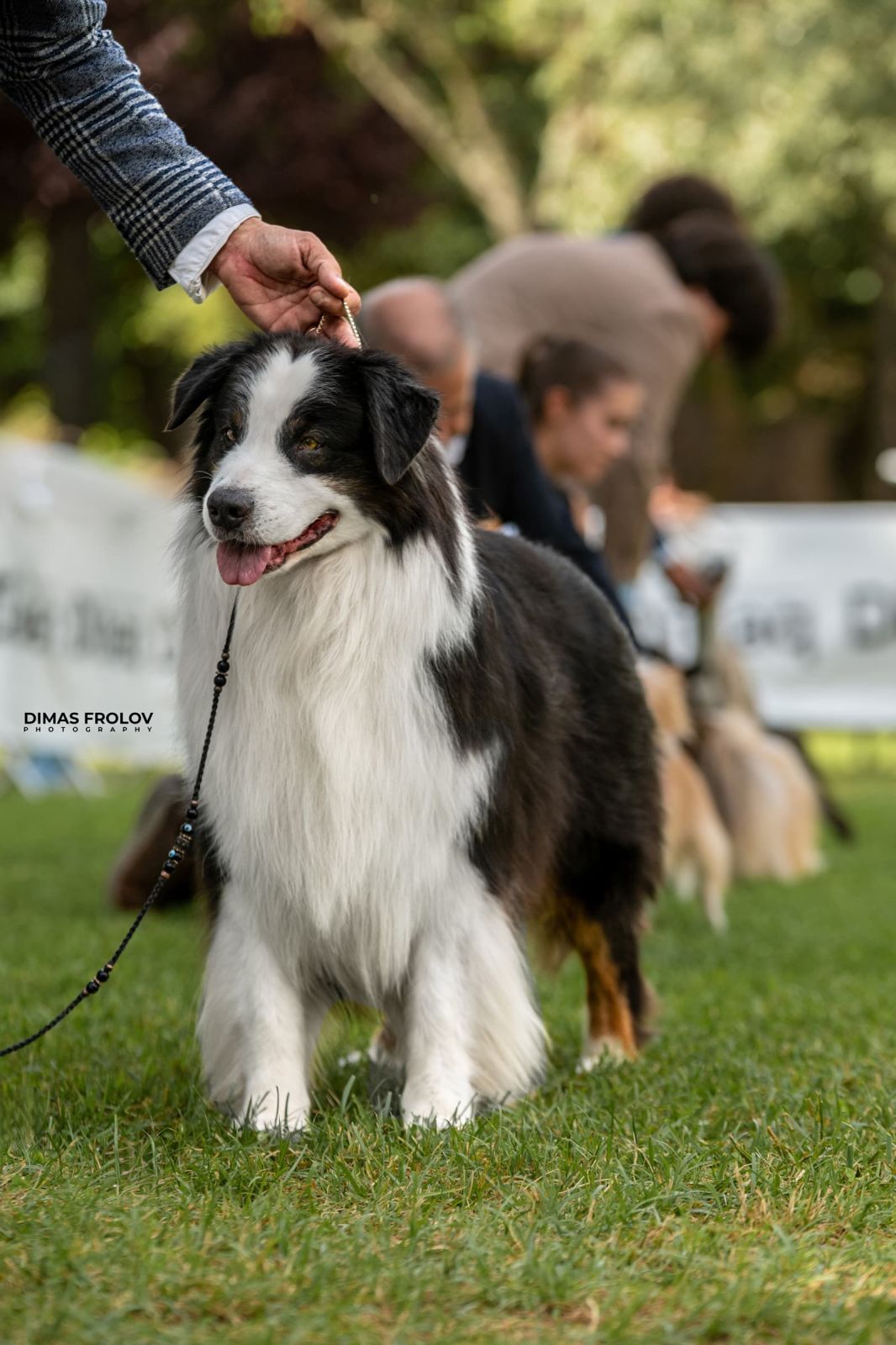 dogs การแสดงสุนัขในอเลนเตโจ. บาทต่อภาพ 130349 (2025-09-12 11:39:28)
