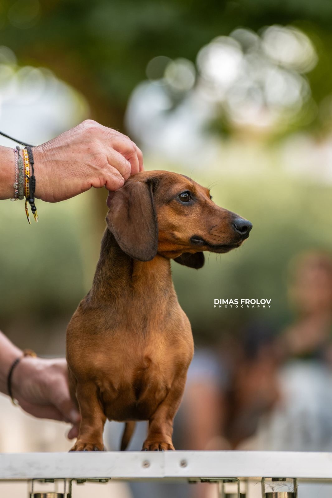 dogs การแสดงสุนัขในอเลนเตโจ. บาทต่อภาพ 130336 (2025-09-12 11:39:27)