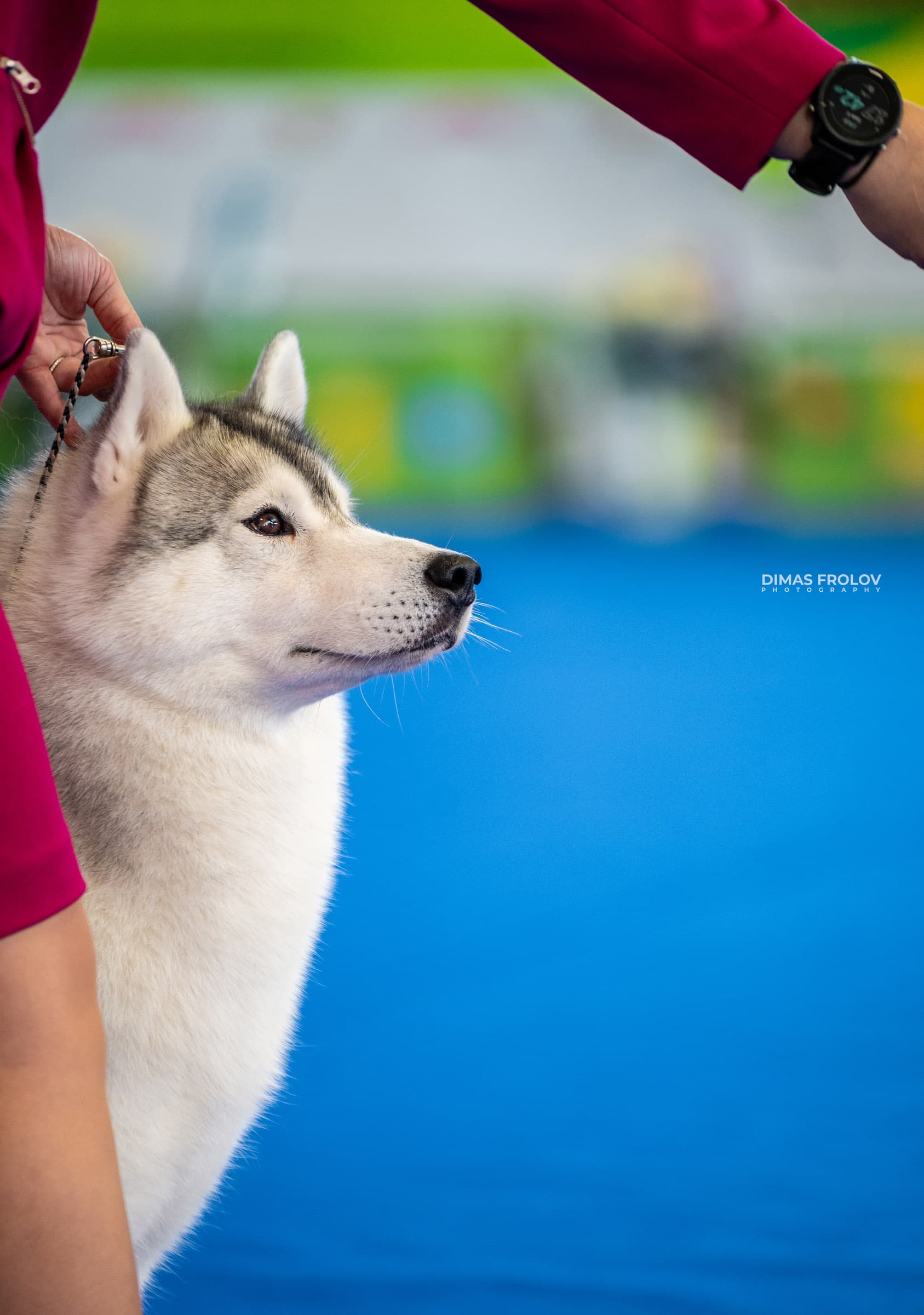 dogs Aveiro Dog Show 2025. photo 129640 (2025-07-20 13:02:59)