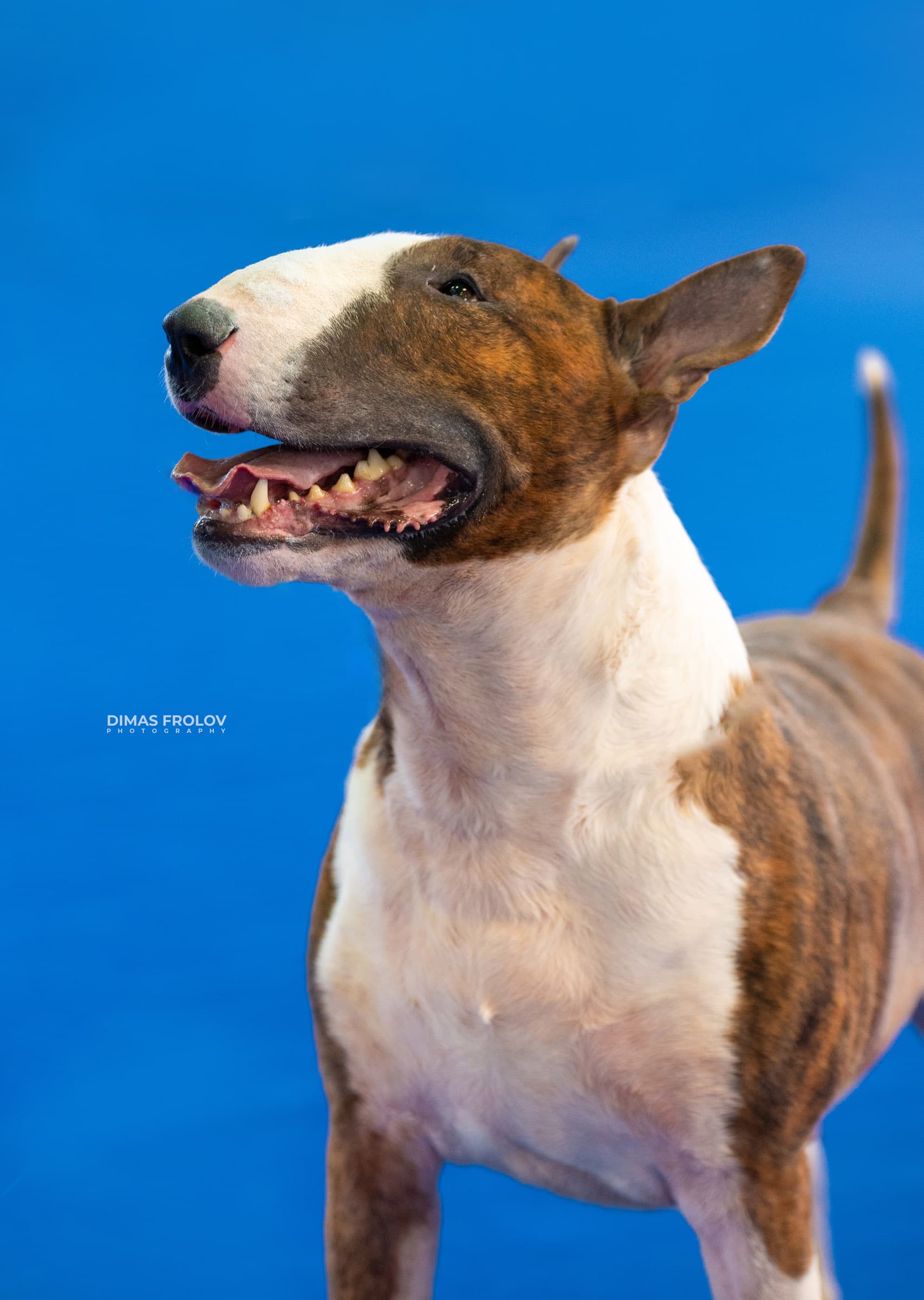 dogs Aveiro Dog Show 2025. photo 129680 (2025-07-20 13:03:02)