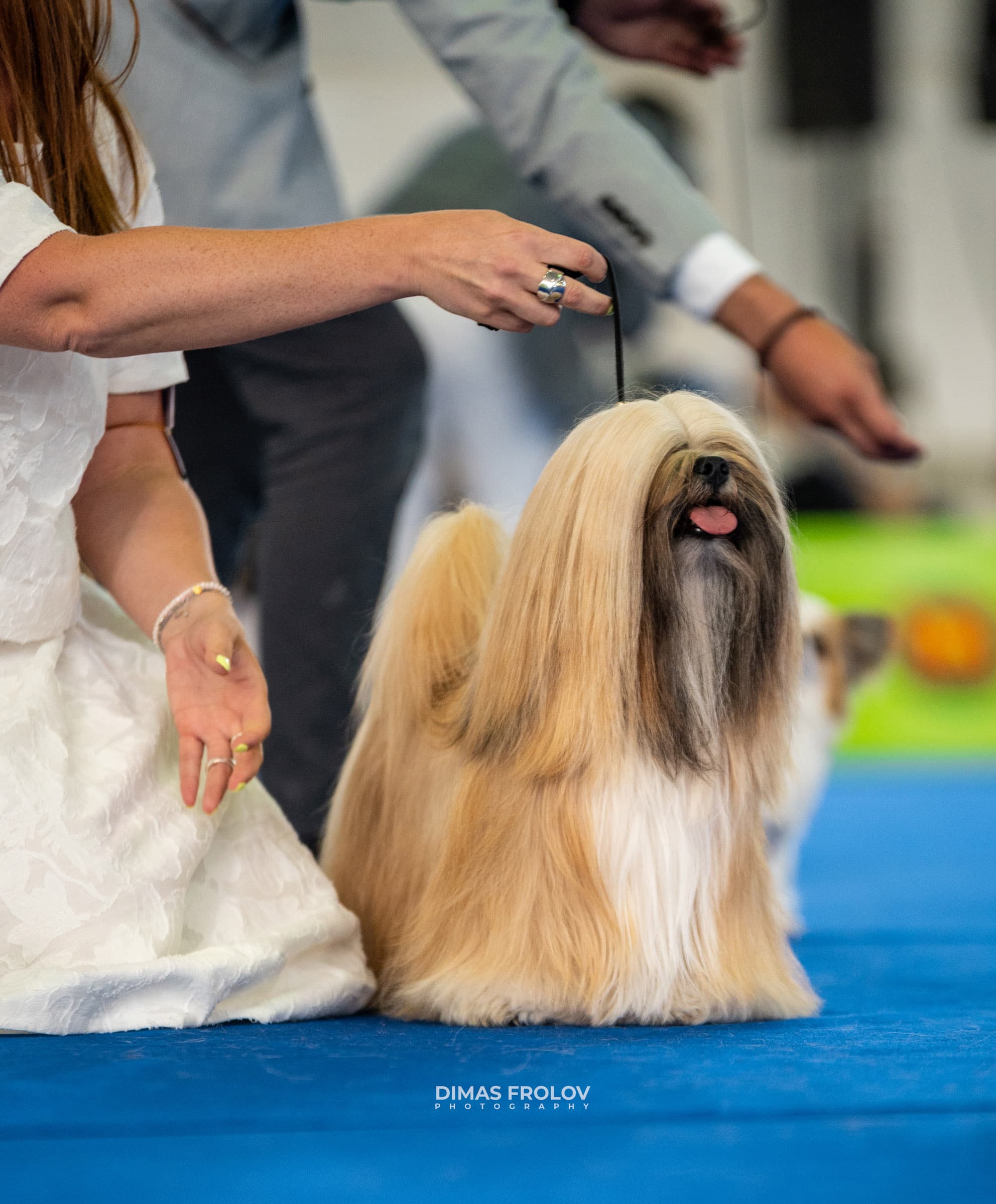 dogs Aveiro Dog Show 2025. photo 129652 (2025-07-20 13:03:00)