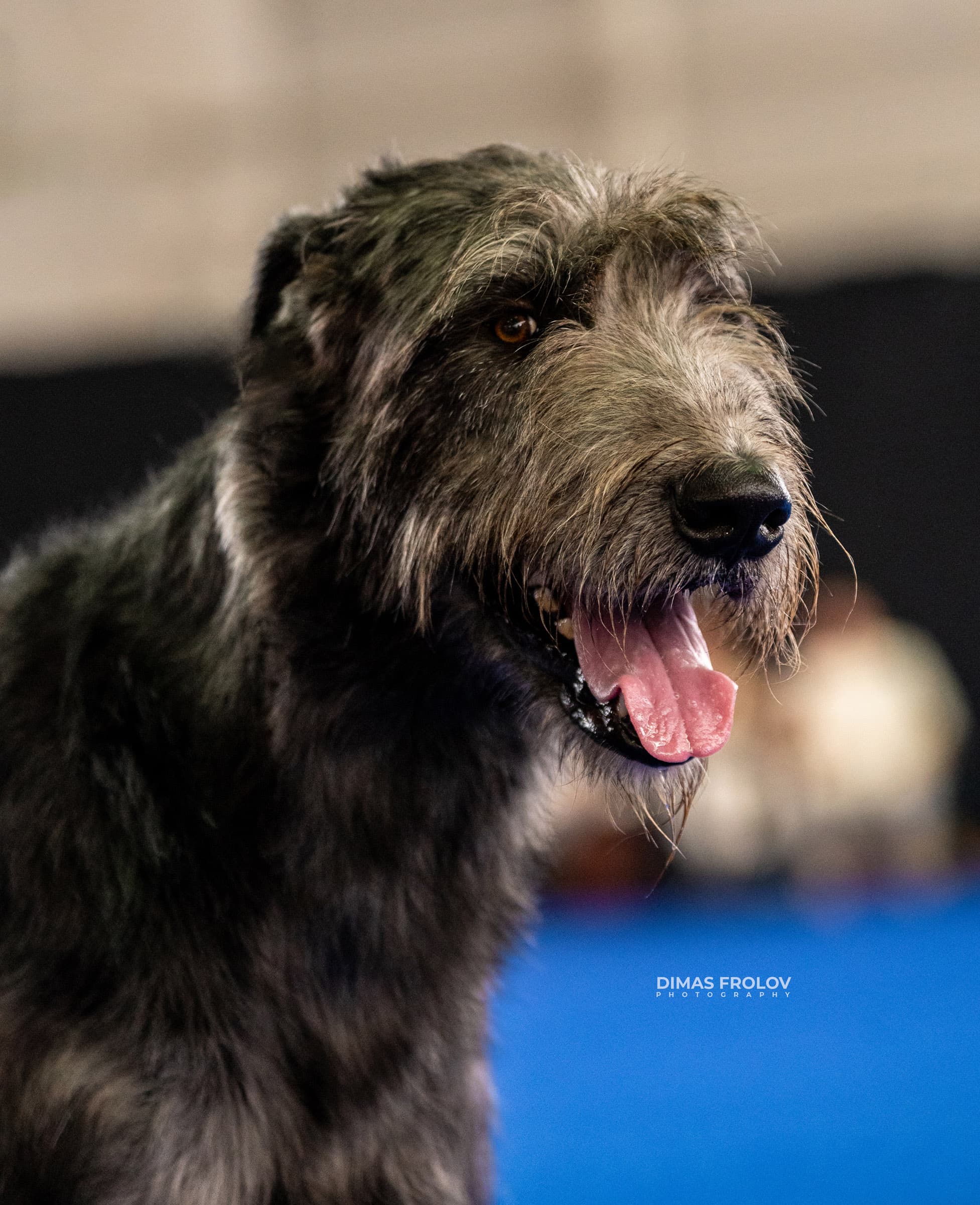 dogs Aveiro Dog Show 2025. photo 129641 (2025-07-20 13:02:59)