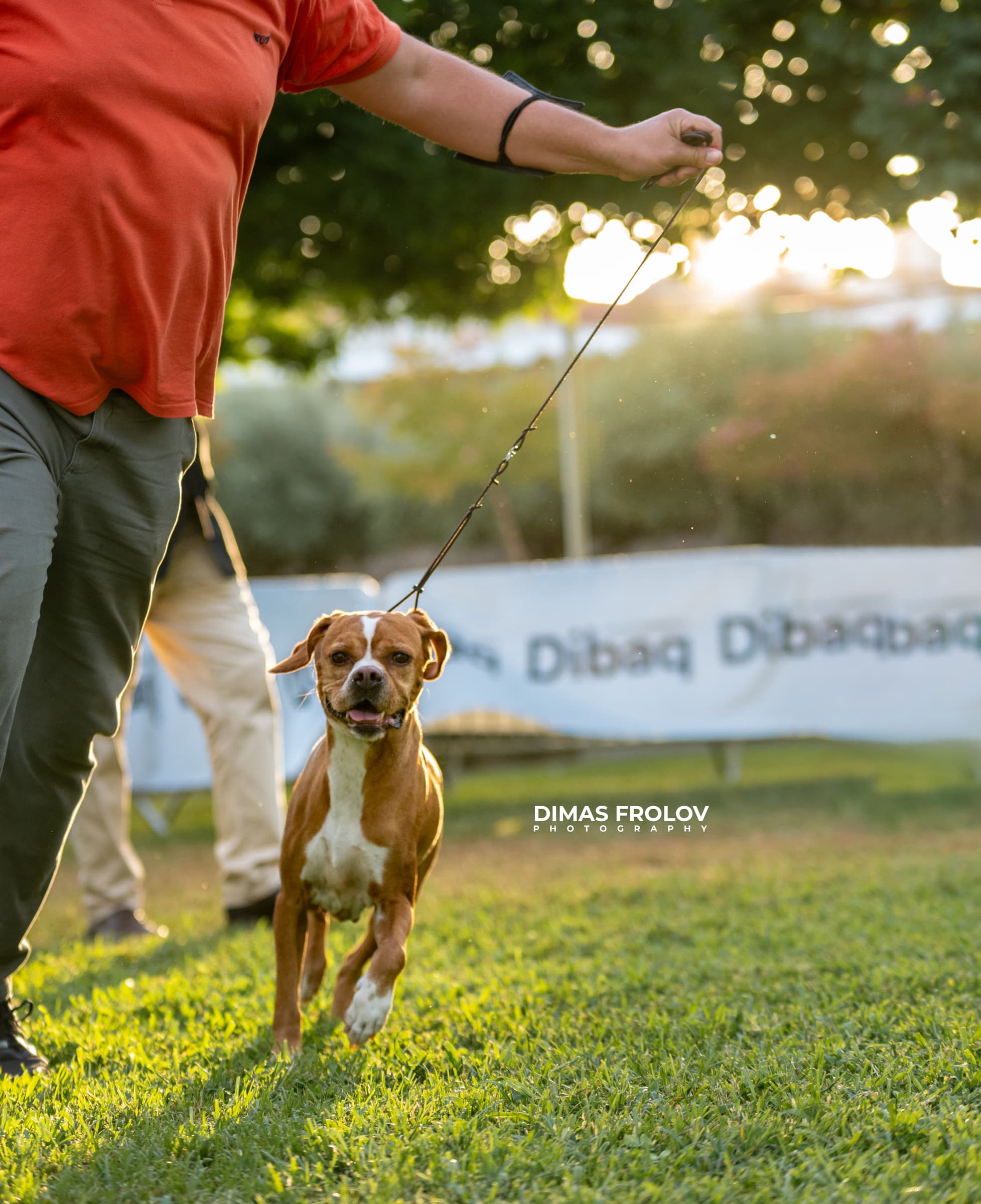dogs การแสดงสุนัขในอเลนเตโจ. บาทต่อภาพ 130324 (2025-09-12 11:39:27)