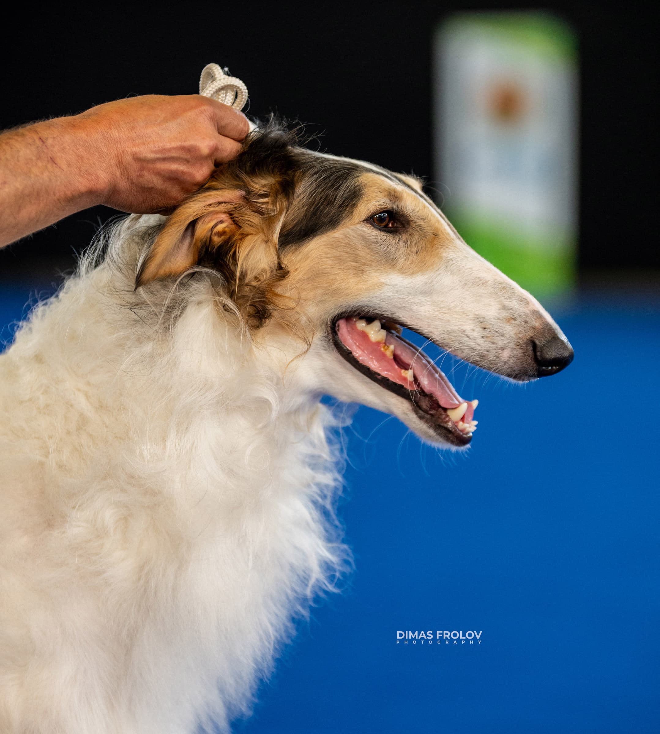 dogs Aveiro Dog Show 2025. photo 129654 (2025-07-20 13:03:00)